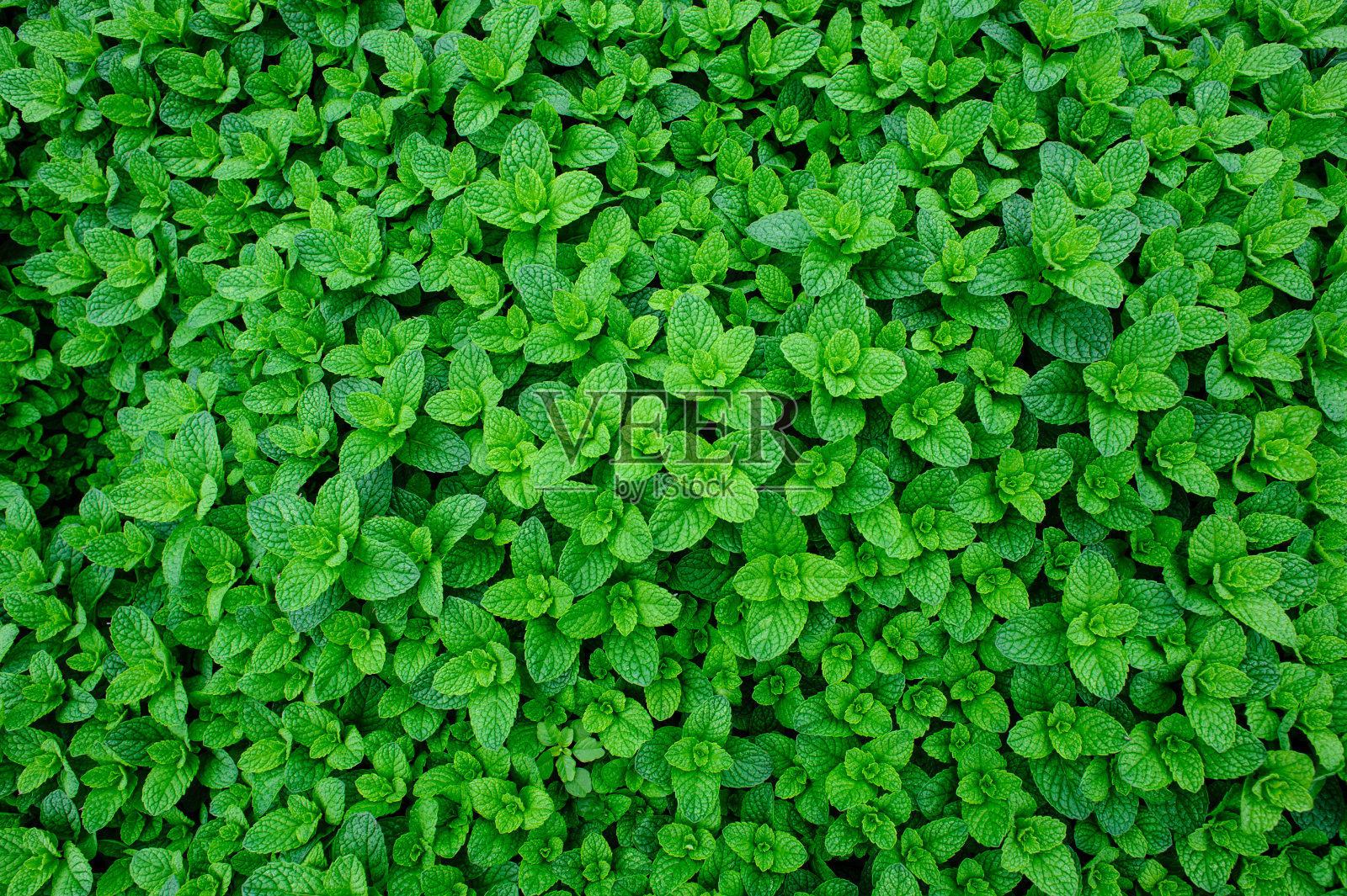 绿色的薄荷植物生长在菜园里照片摄影图片