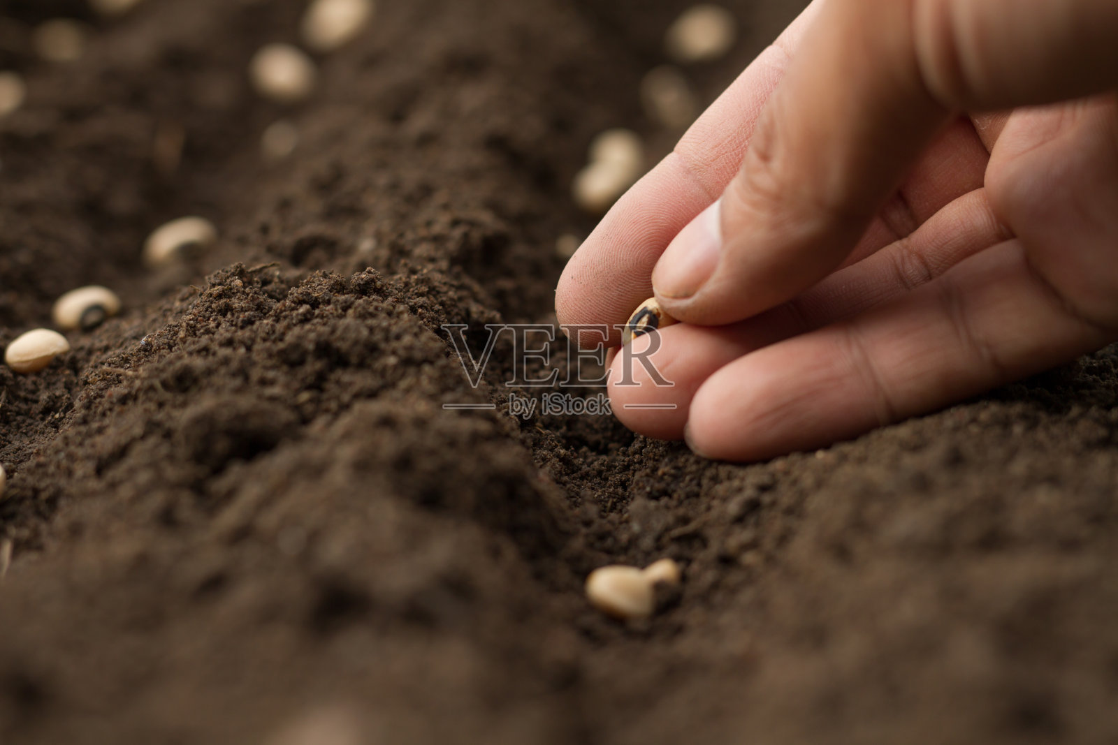 在健康的土壤上播种蔬菜种子照片摄影图片
