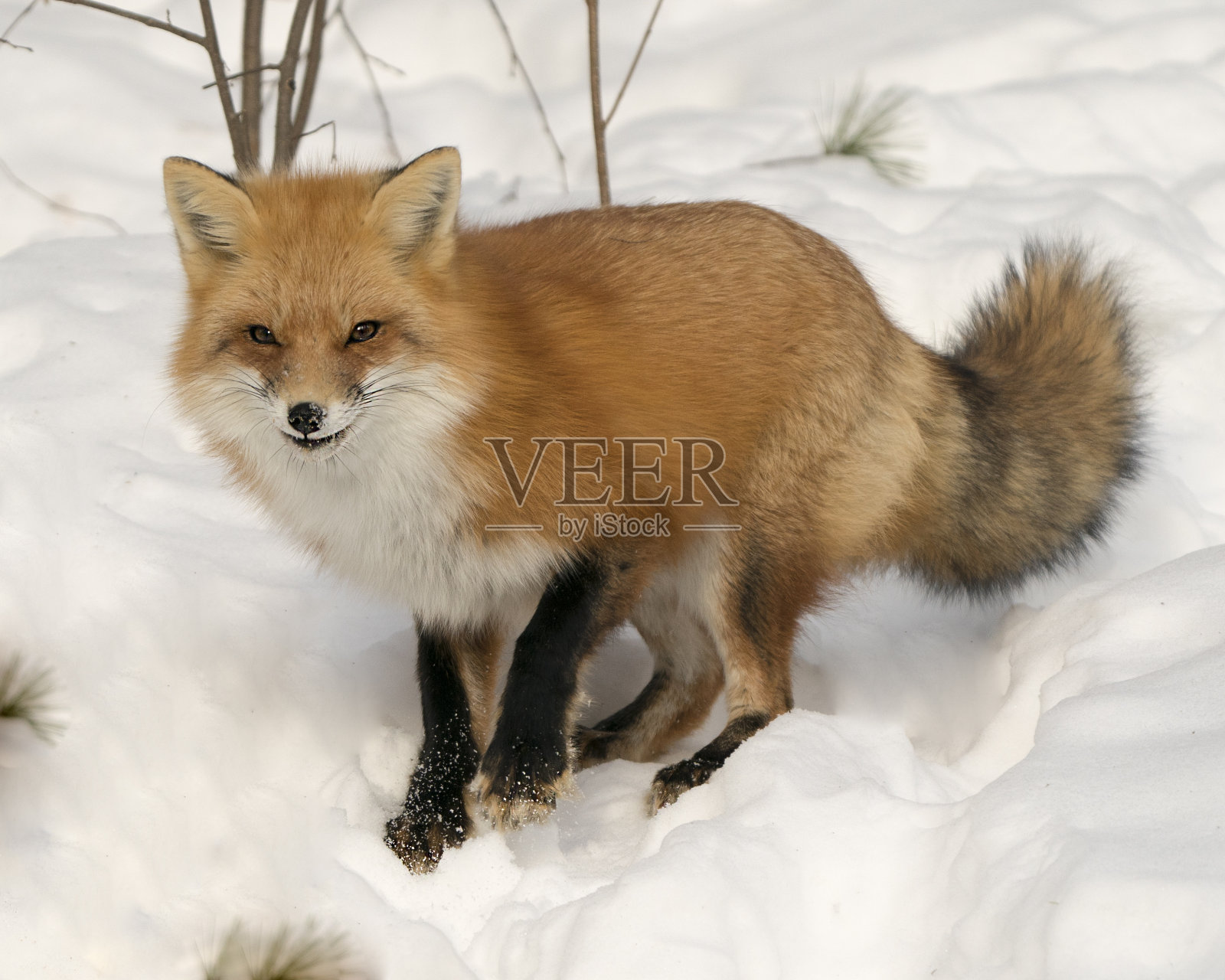 红狐特写特写在冬季以其所处的环境和栖息地为背景，显示出毛茸茸的狐狸尾巴、皮毛。狐狸的形象。图片。肖像。狐狸库存图片。照片摄影图片