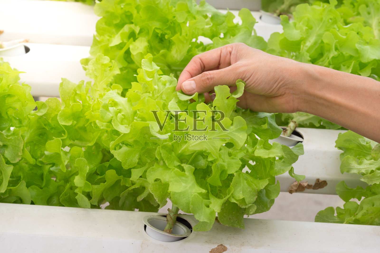 水培农场里的女性手触摸沙拉蔬菜。照片摄影图片