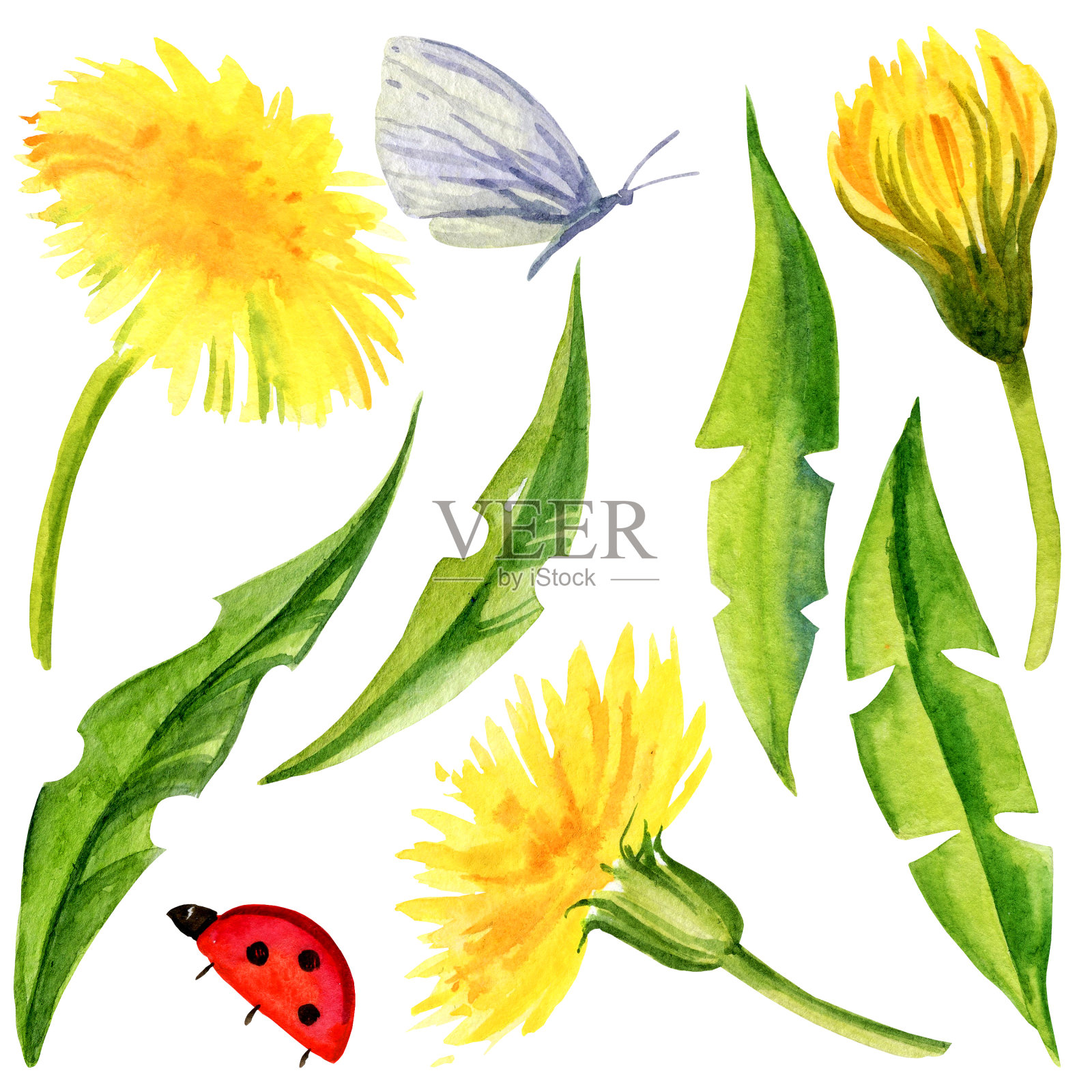 水彩画的花蒲公英，叶子，草本植物，蝴蝶，ledybag在白色的背景。黄色的花，绿色的颜色。插画图片素材