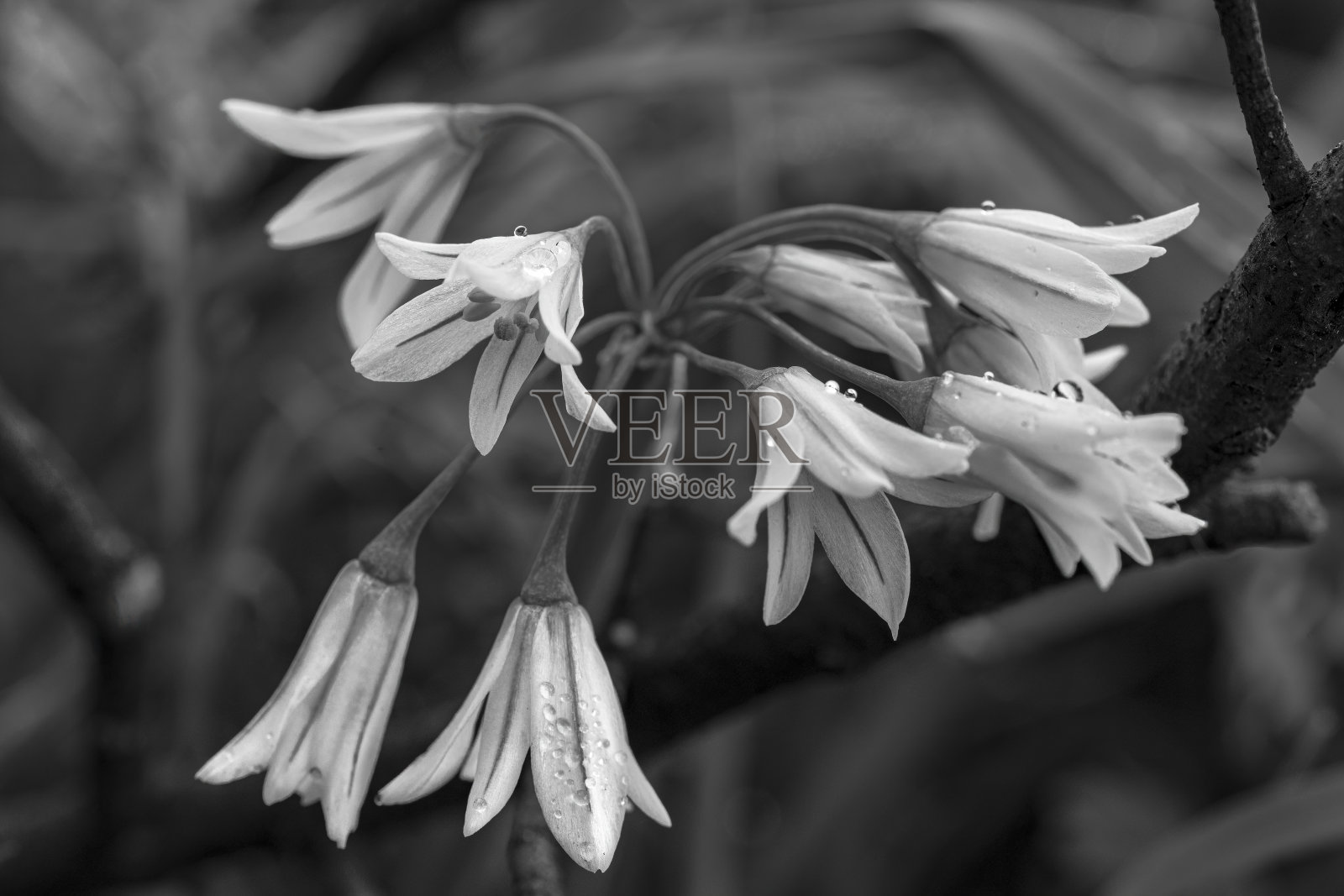 小的大蒜植物，具有独特的黑白花。照片摄影图片