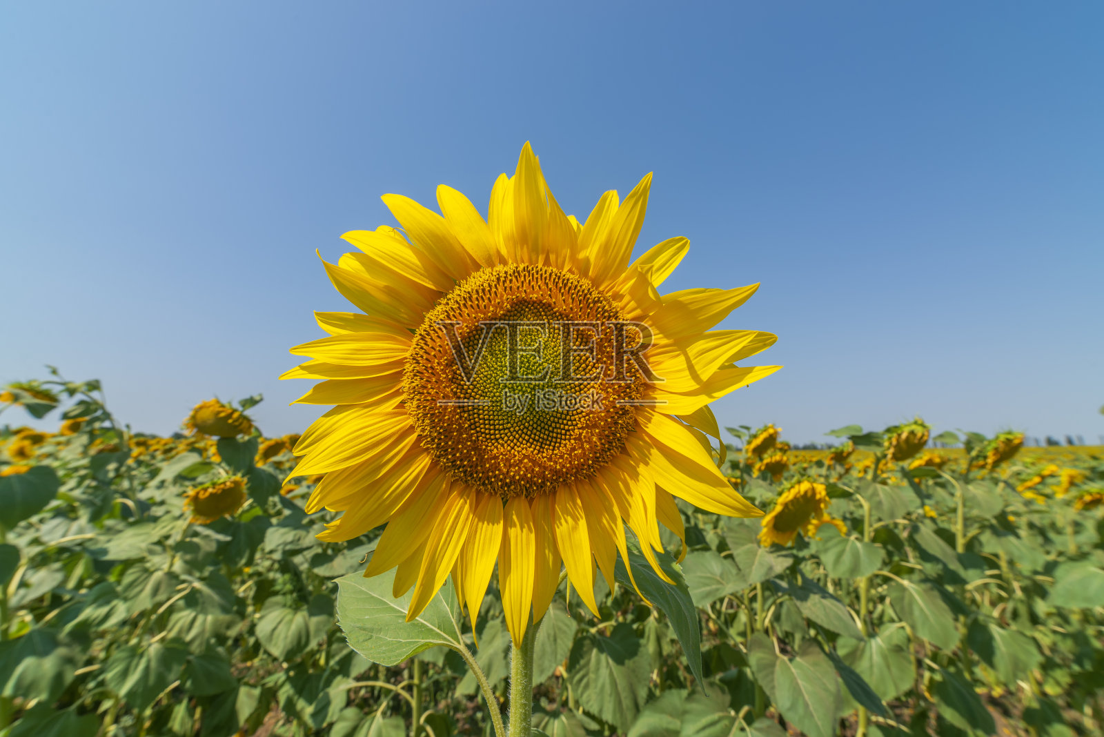 绿色农田上向日葵的黄色花朵特写。照片摄影图片