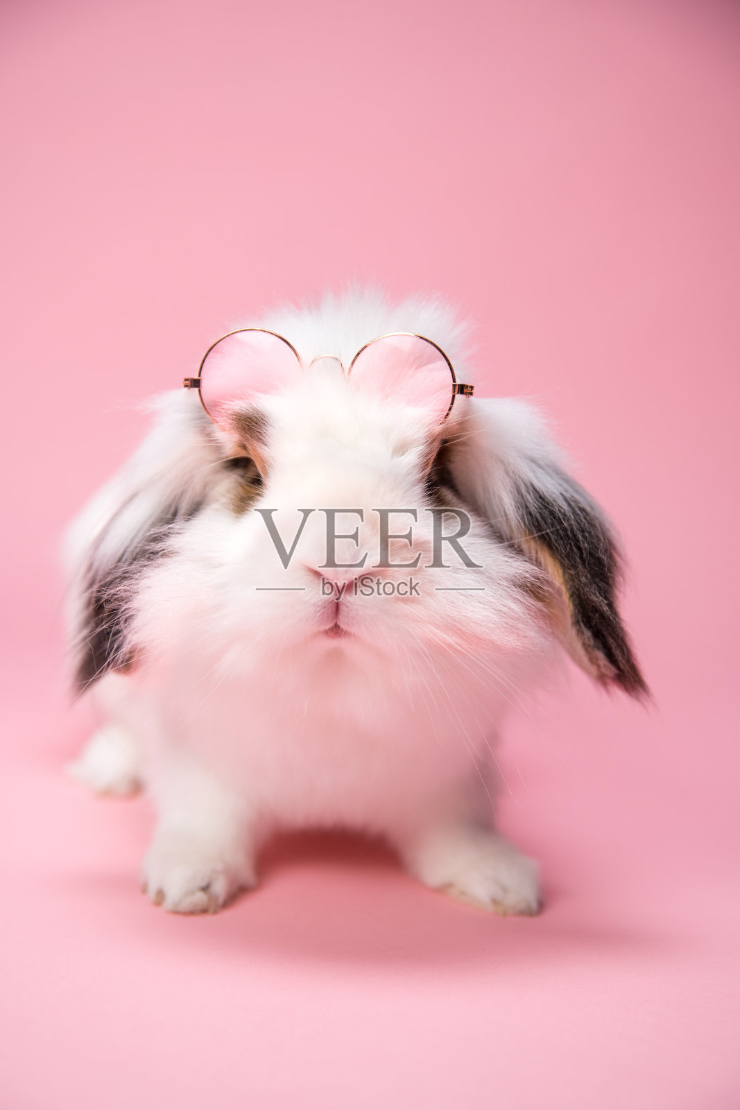 粉色背景上戴着太阳镜的小白兔。照片摄影图片