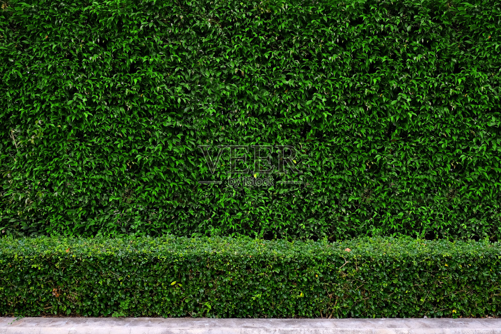 植物篱笆墙的背景植物照片摄影图片