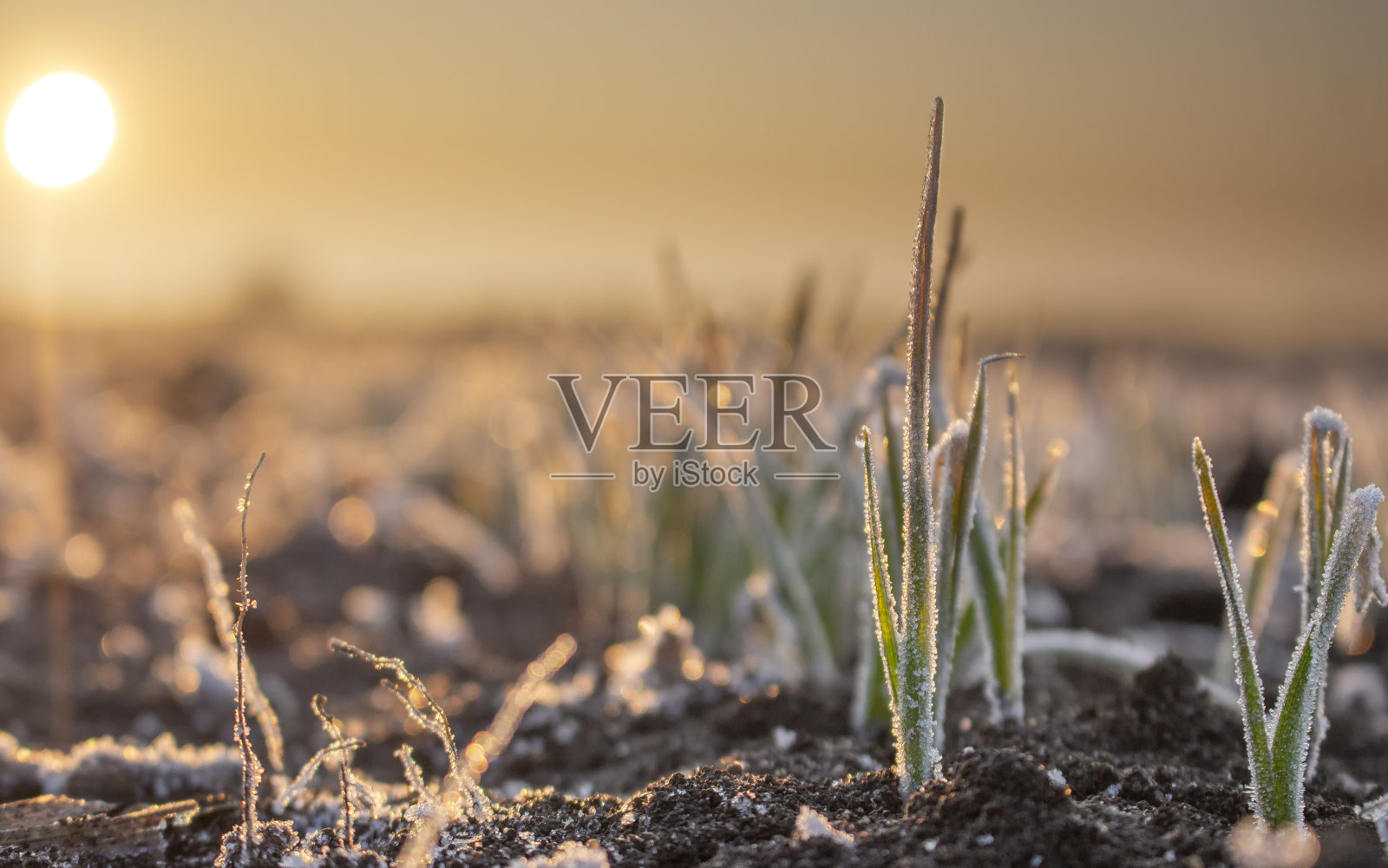 田里有冬小麦作物，萌芽的谷粒叶子上覆盖着晨霜。照片摄影图片