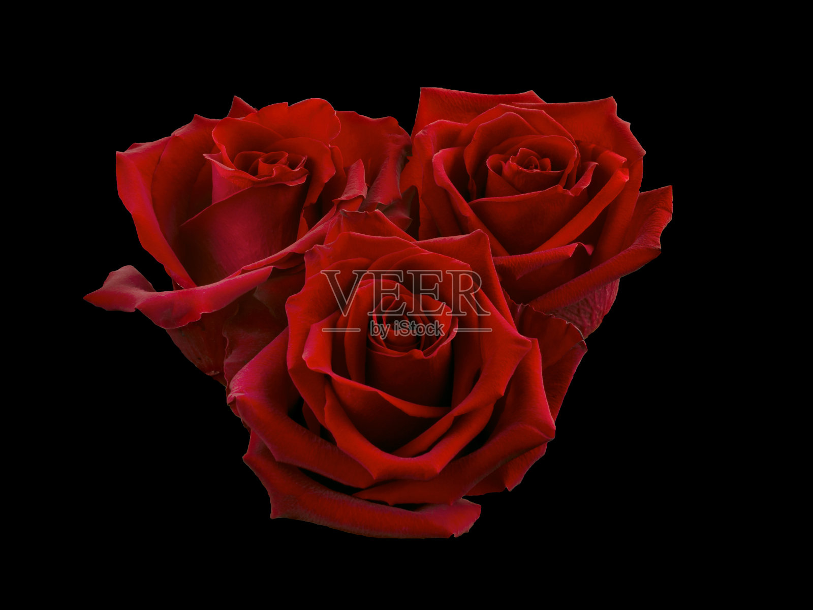 孤立在黑色背景上的一束红玫瑰照片摄影图片