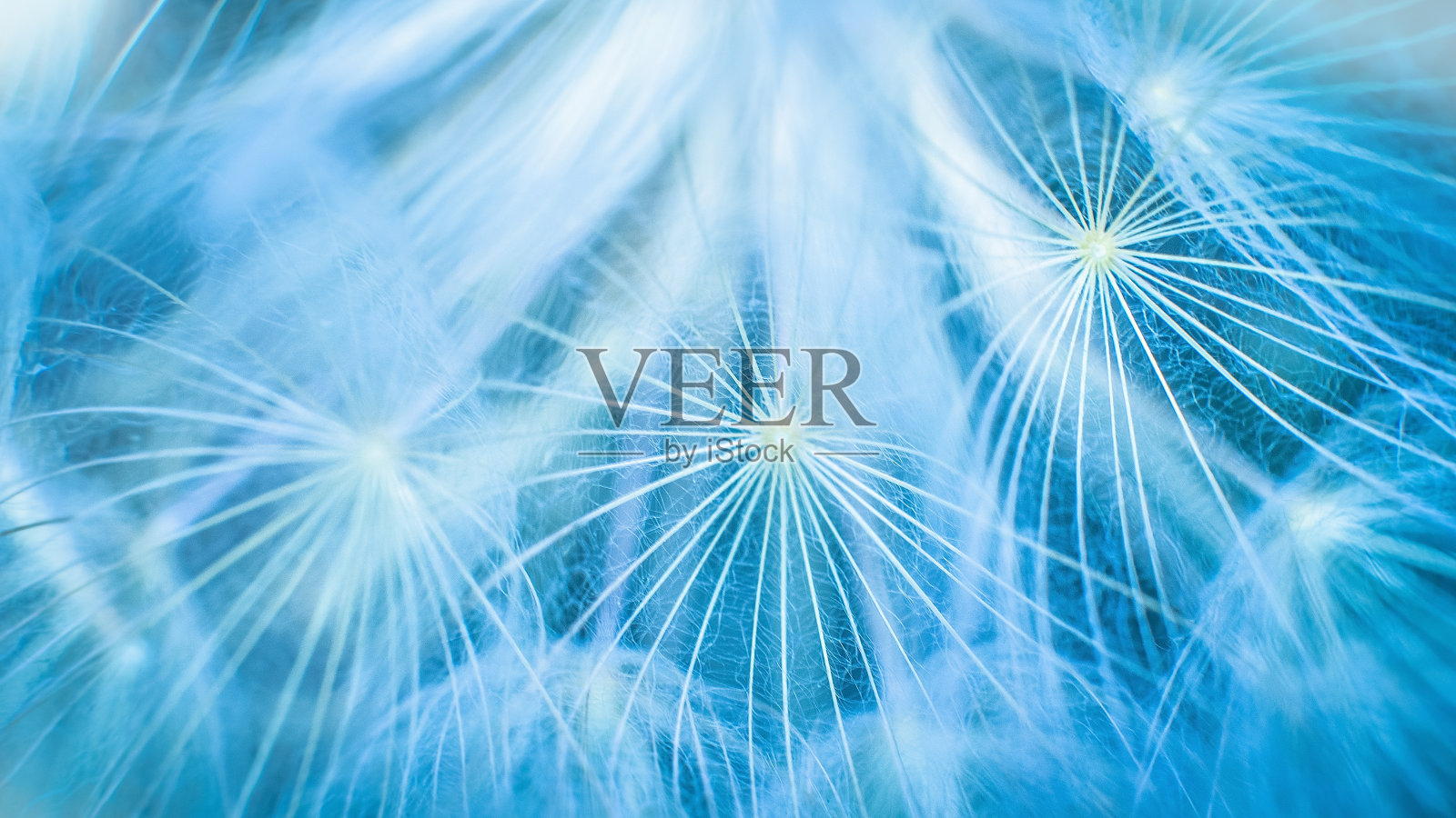 蓝色抽象蒲公英花背景，特写与软焦点。自由,希望照片摄影图片