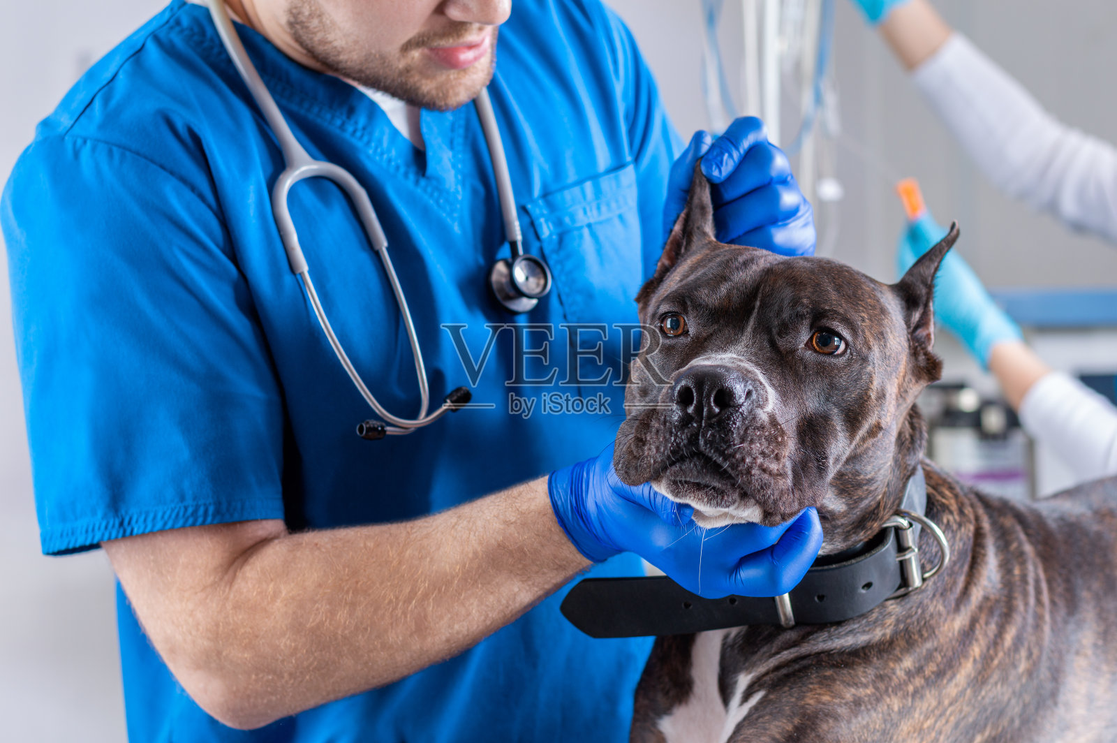 一只斗牛犬正在诊所接受检查。两个医生。兽医的概念。照顾宠物。多媒体的使用照片摄影图片
