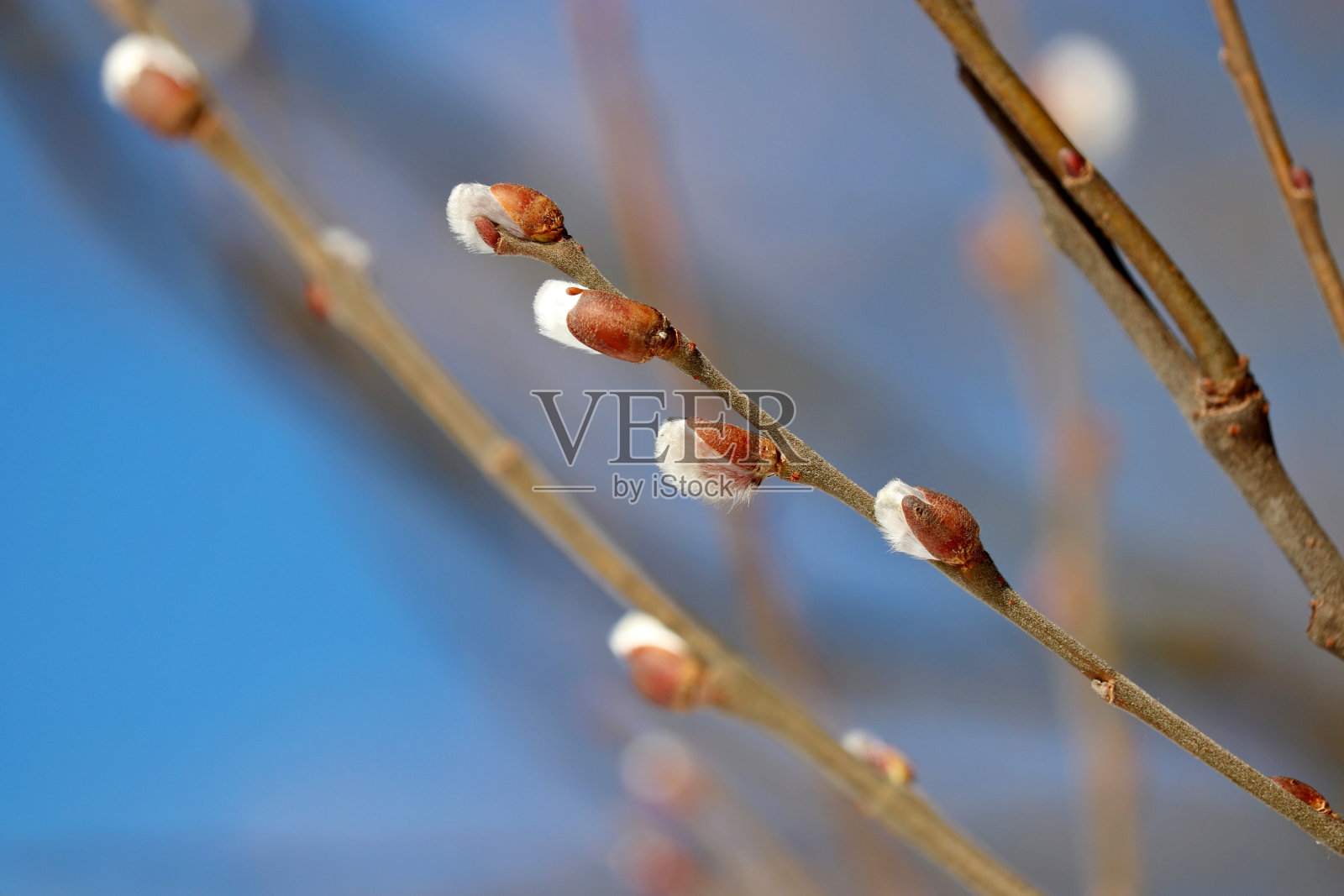 蓝天背景上的柔柳枝头上的花朵，盛开在春日的林间照片摄影图片