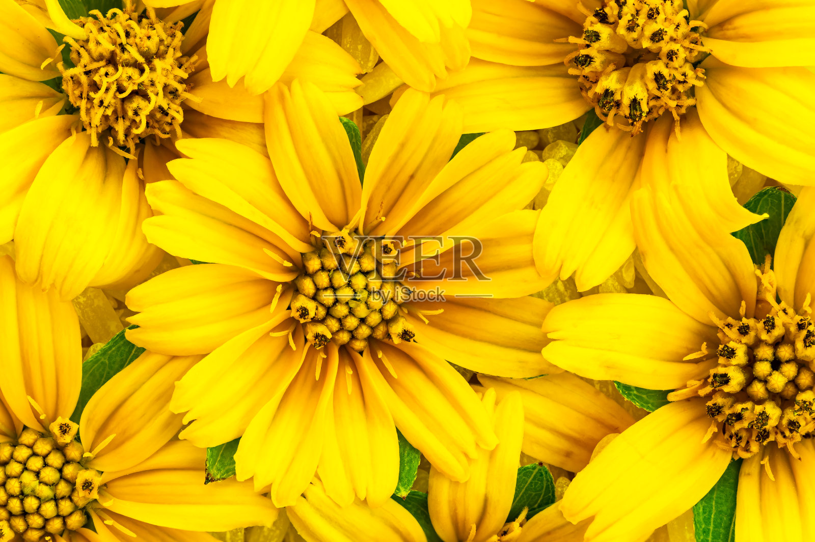 俯视图盛开的亮黄色的花。照片摄影图片