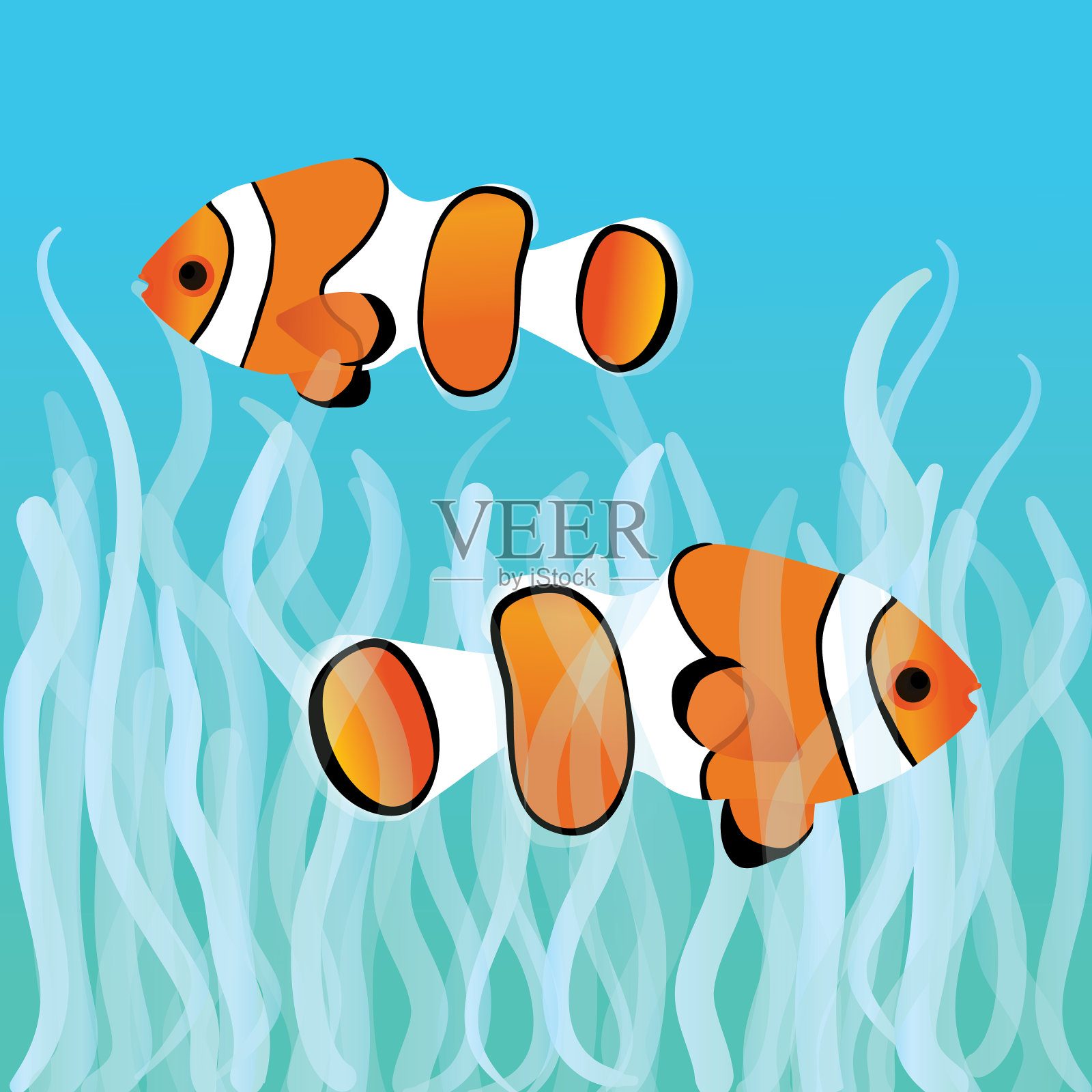 秃鹰clownfishes插画图片素材