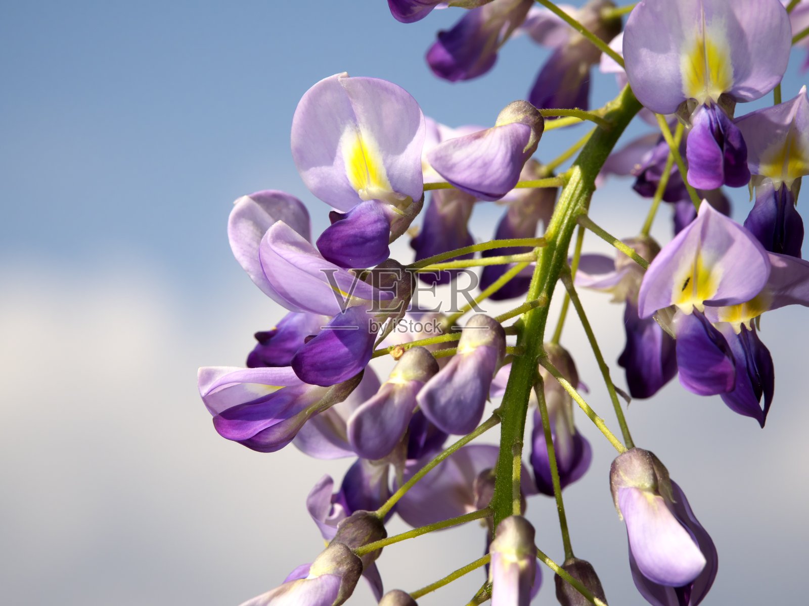 紫色紫藤花在春天的特写照片摄影图片