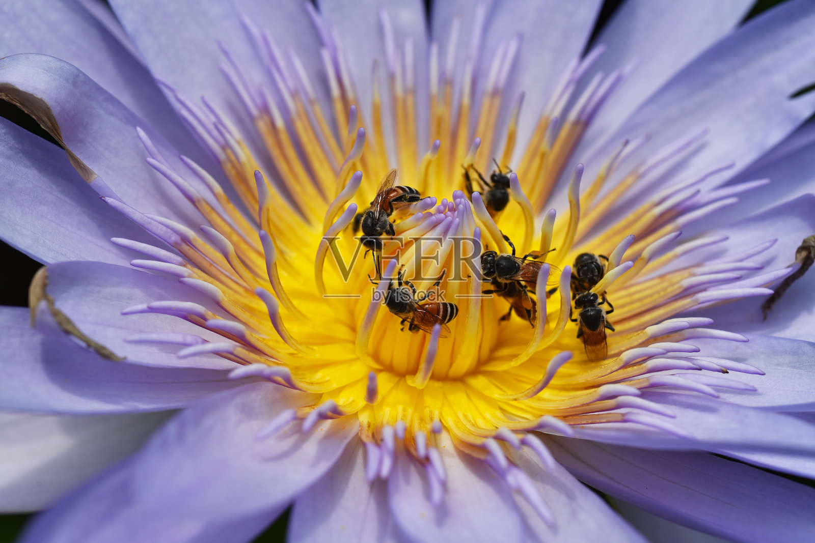 蜜蜂从荷花中采集花粉，蜜蜂做传粉是自然生态。照片摄影图片