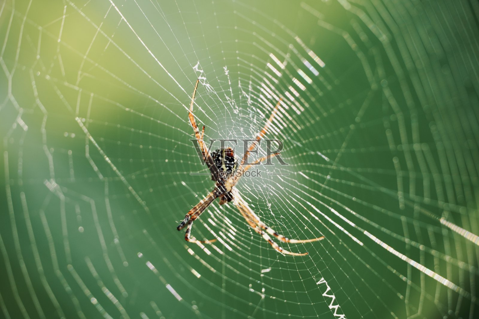 蜘蛛网上的蜘蛛与绿色模糊的背景，复制空间。蜘蛛网的微距摄影，万圣节的概念，捕捉猎物的陷阱。照片摄影图片