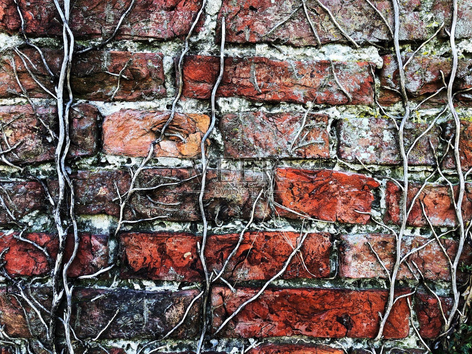 红砖墙的背景与颓败的藤蔓生长和复制空间照片摄影图片