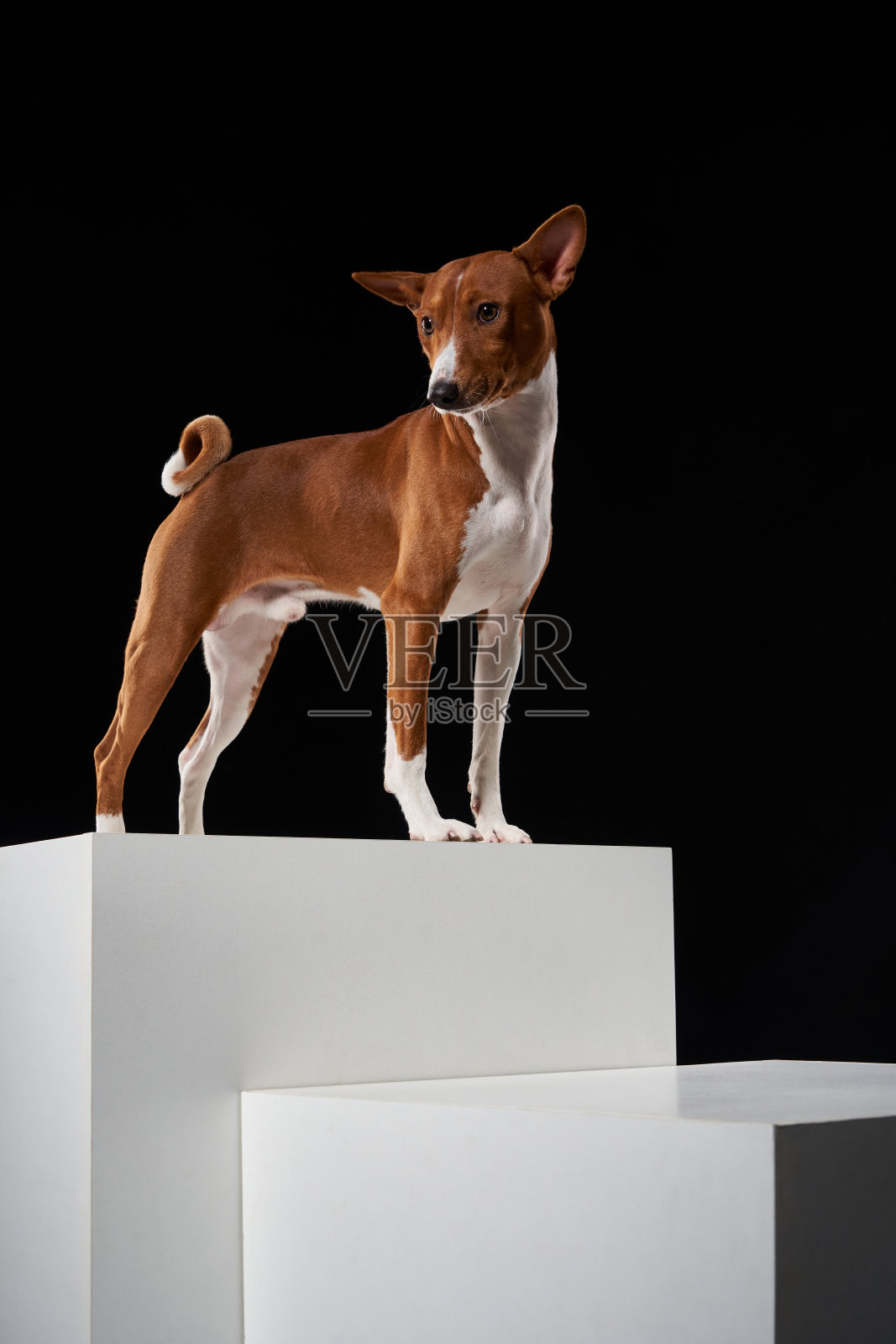巴森基的狗站在白色的盒子上照片摄影图片