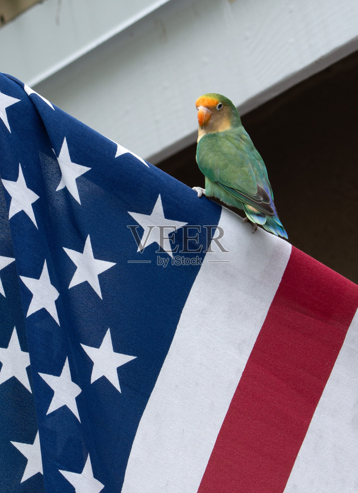 爱国鹦鹉栖息在美国国旗上照片摄影图片