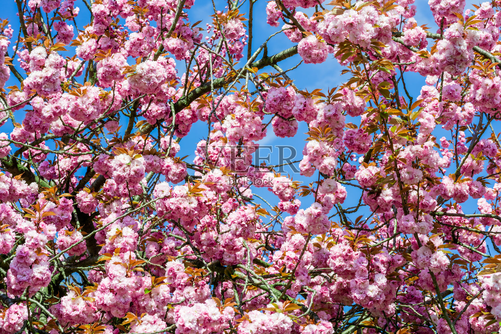 树上开着粉红色的花照片摄影图片