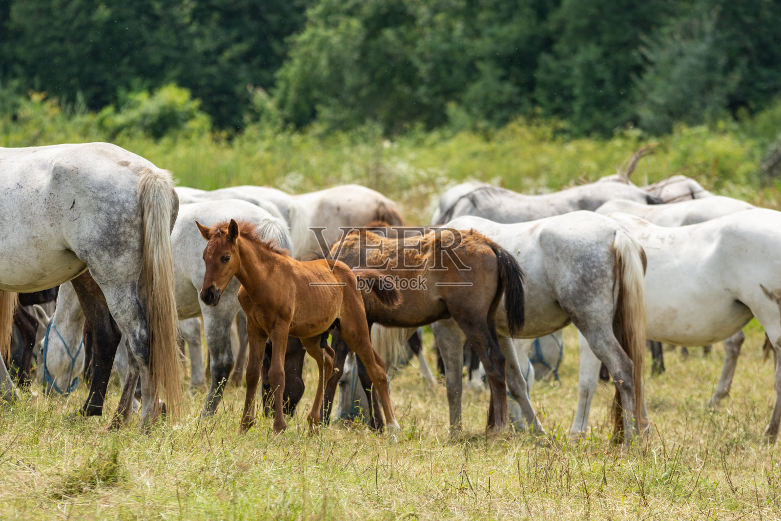 美丽的利比扎马和他们的小马驹，种马场照片摄影图片