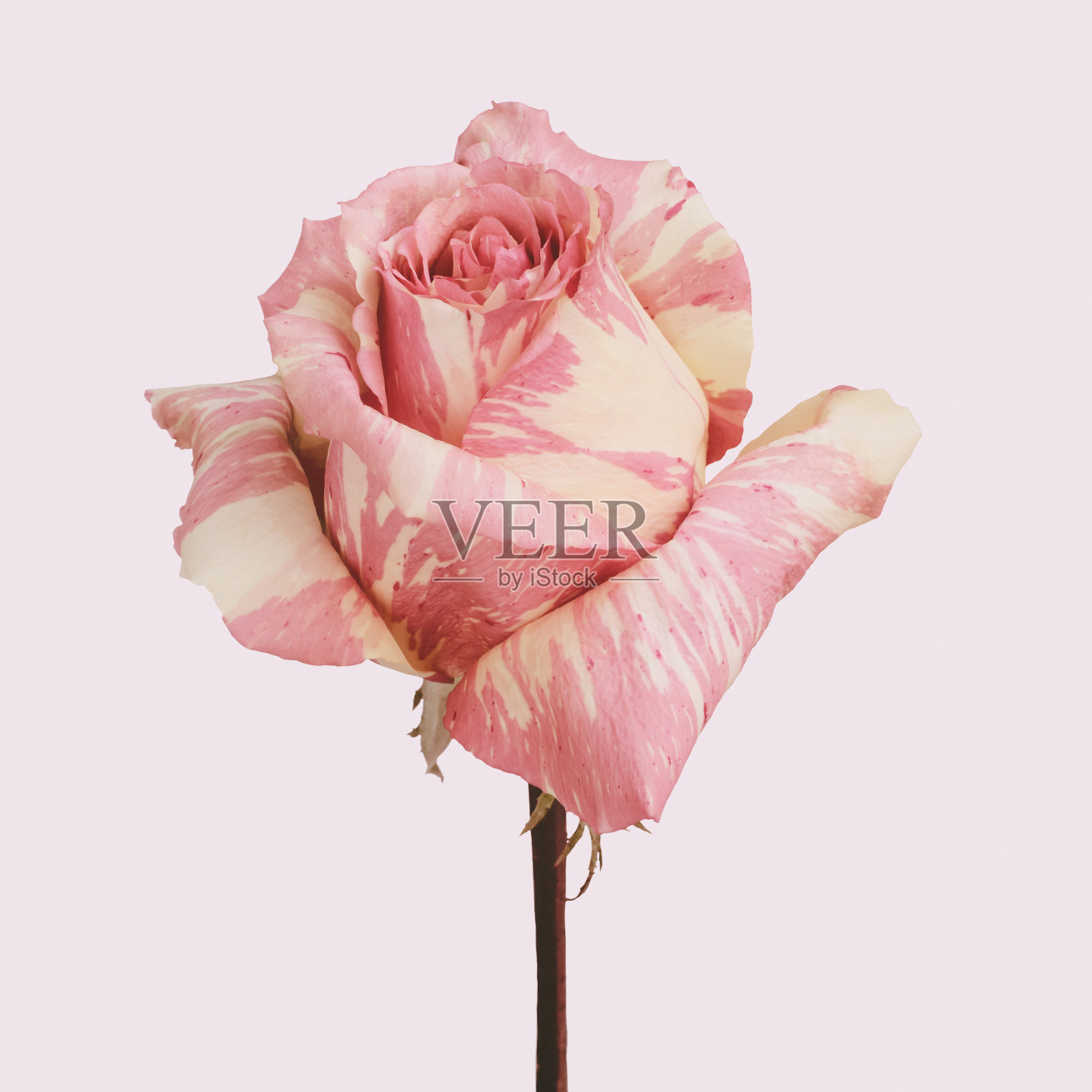 粉红色与黄色大理石玫瑰在白色的背景。粉色的图片照片摄影图片