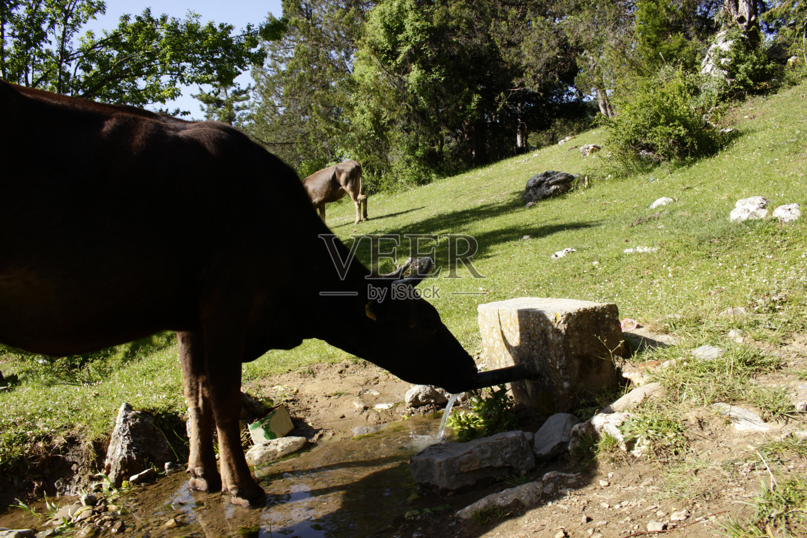牛在喝新鲜的山水照片摄影图片