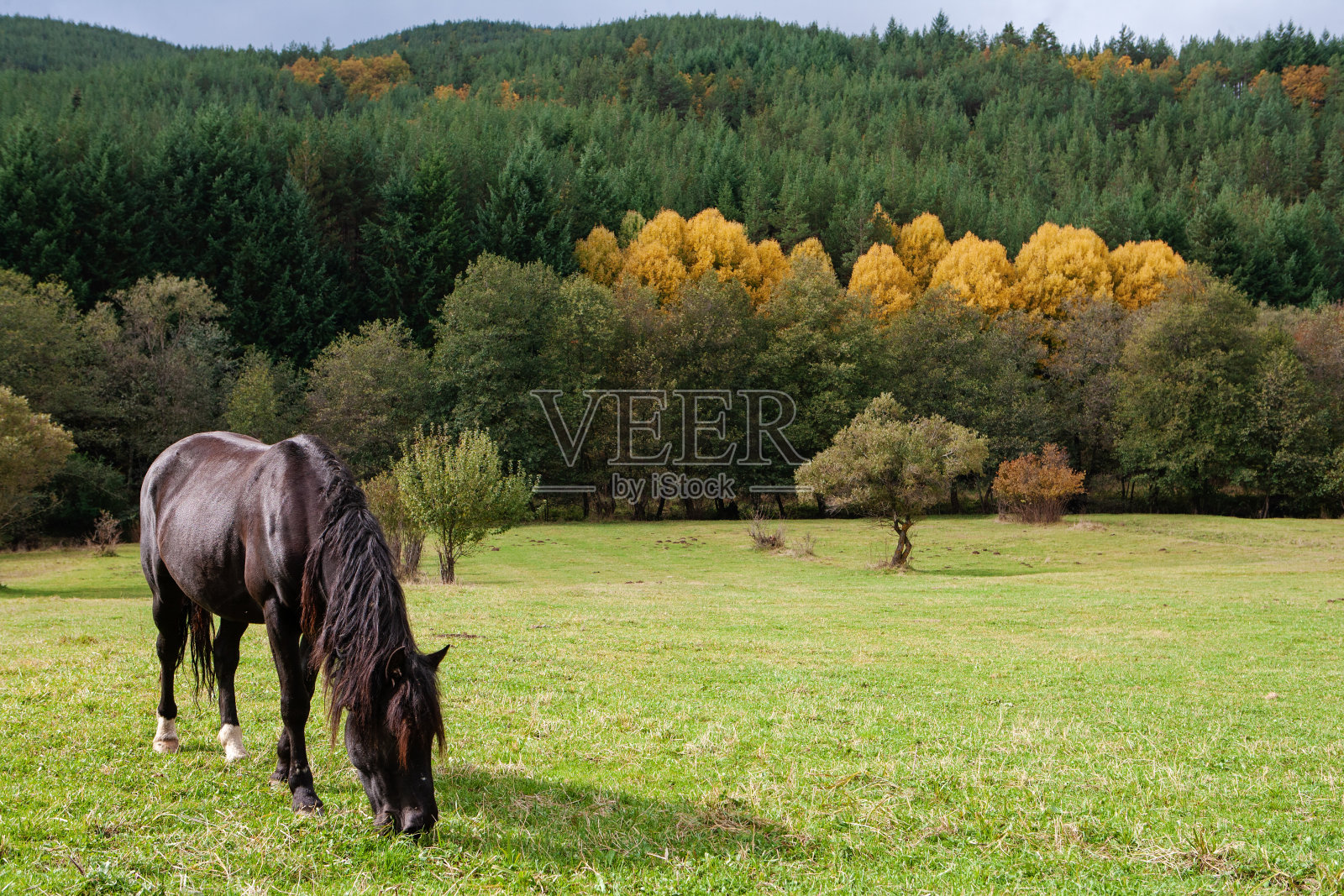 在草地上吃草的马照片摄影图片