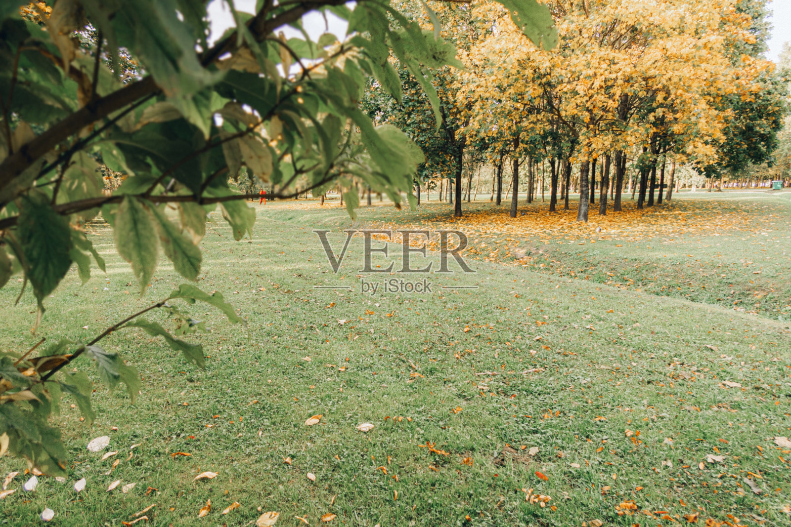 美丽的秋天风景，黄色的树木，干燥的橙色树叶和阳光。五颜六色的树叶在城市公园。自然背景上的落叶照片摄影图片