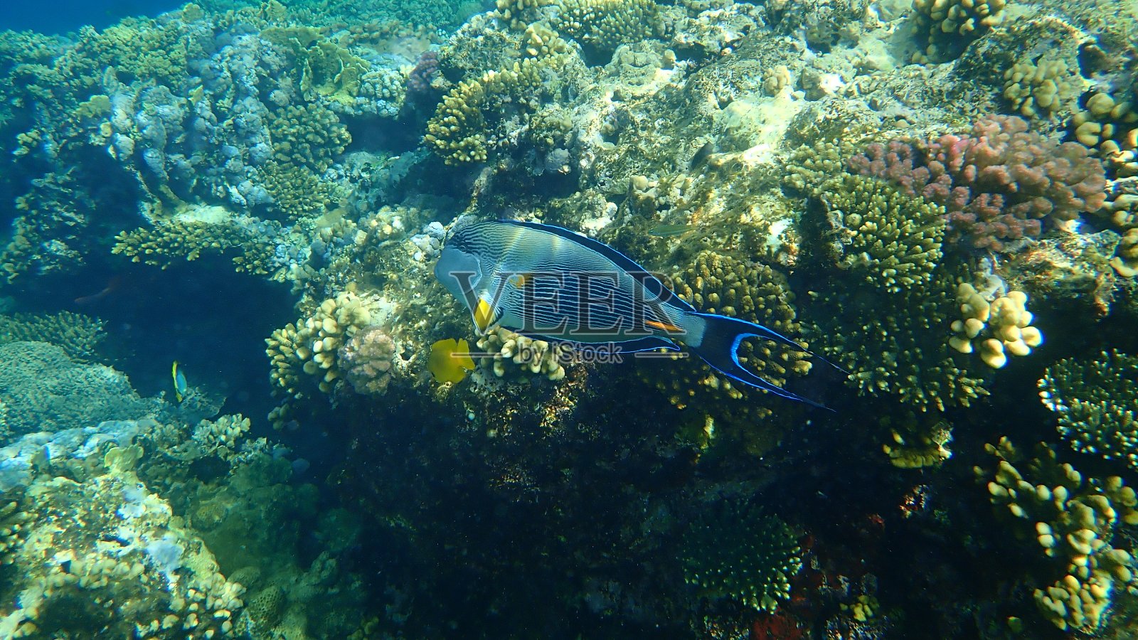 阿拉伯刺尾鱼(阿拉伯刺尾鱼)，在红海照片摄影图片