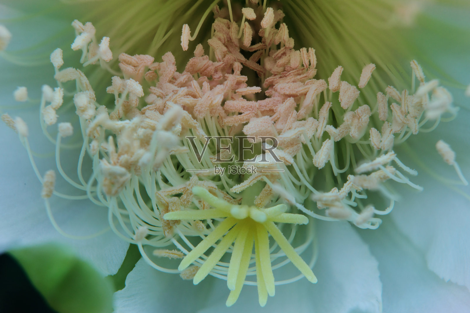 闭合蜡状仙人掌花的雄蕊和柱头照片摄影图片