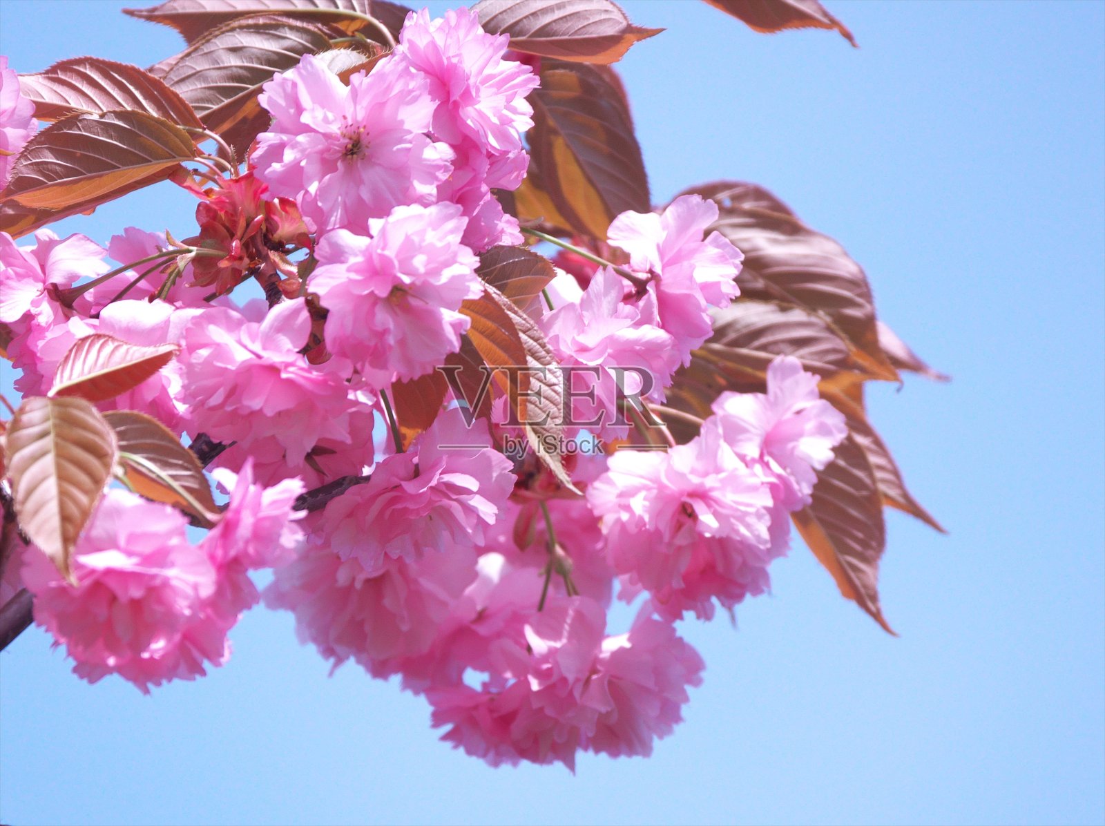 樱花在蔚蓝的天空中盛开照片摄影图片