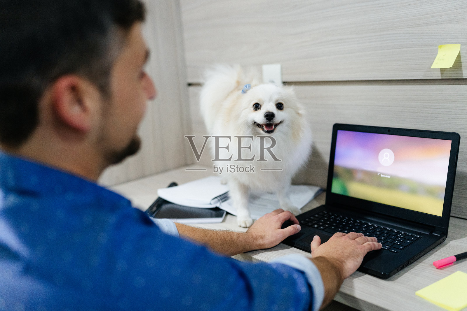 用笔记本电脑工作时，狗在主人旁边照片摄影图片
