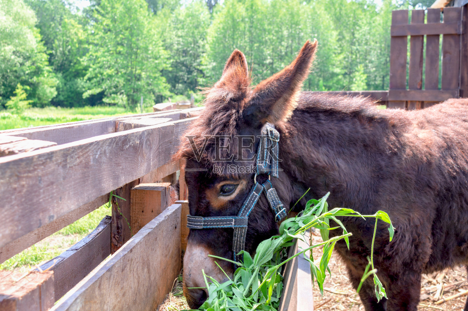 一个阳光明媚的日子，马厩里的驴在大自然的背景下吃草。侧视图。照片摄影图片
