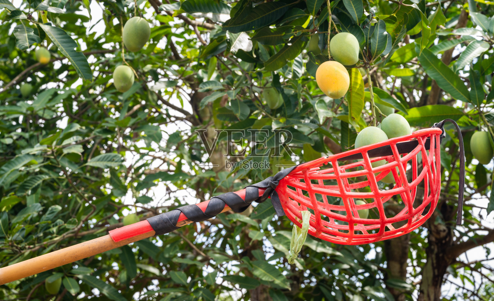 园丁用水果采摘器收集树上的芒果。照片摄影图片