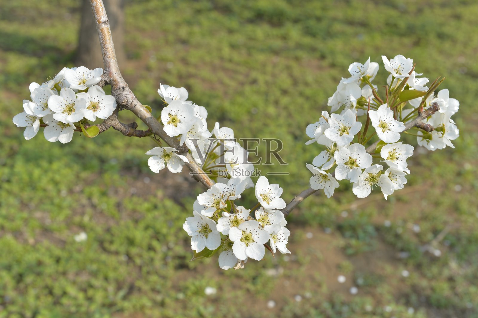 梨花在春天盛开照片摄影图片