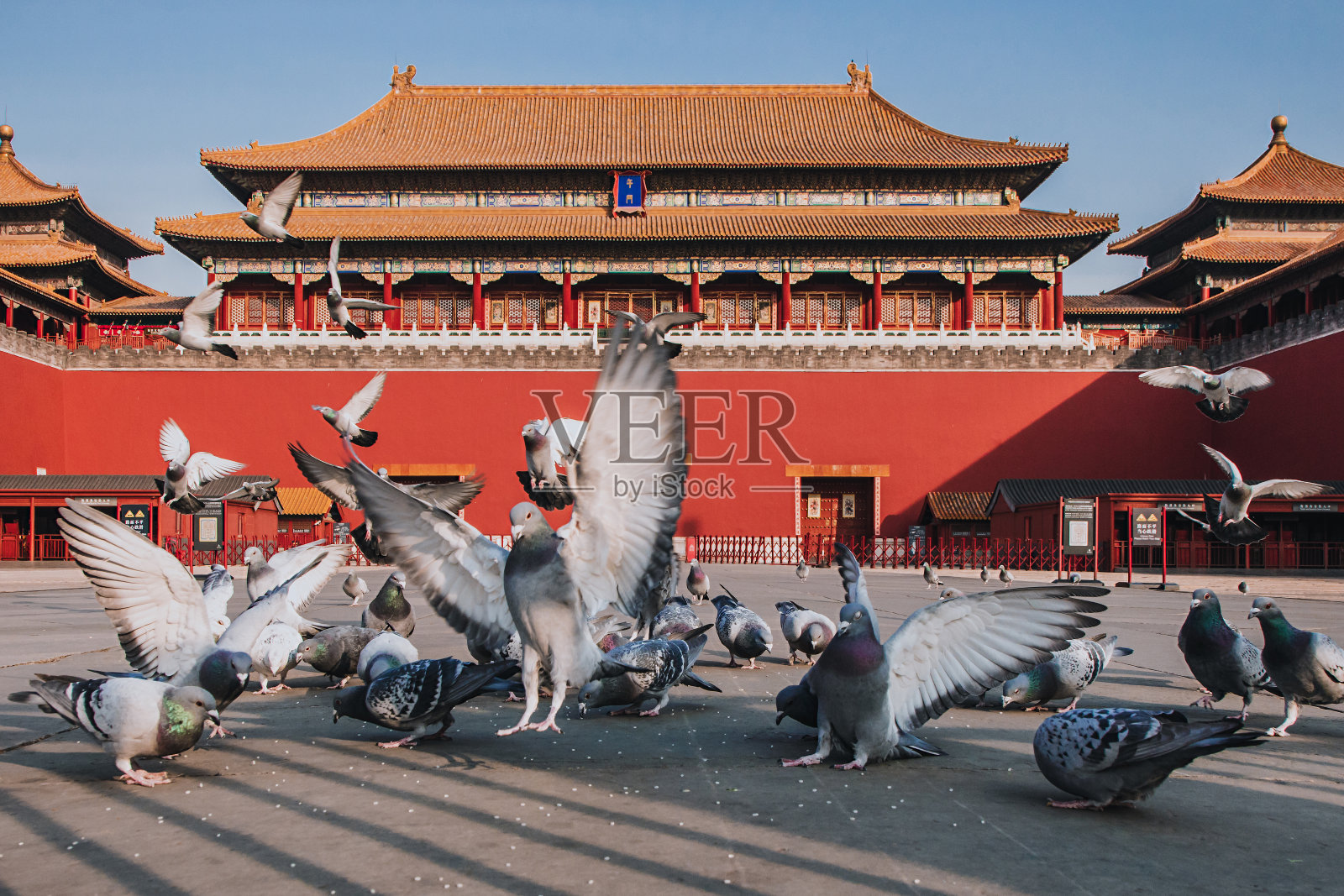 中国北京故宫广场上的鸽子。鸽子在北京紫禁城红墙前飞翔。图中牌匾的中文翻译:午门。照片摄影图片