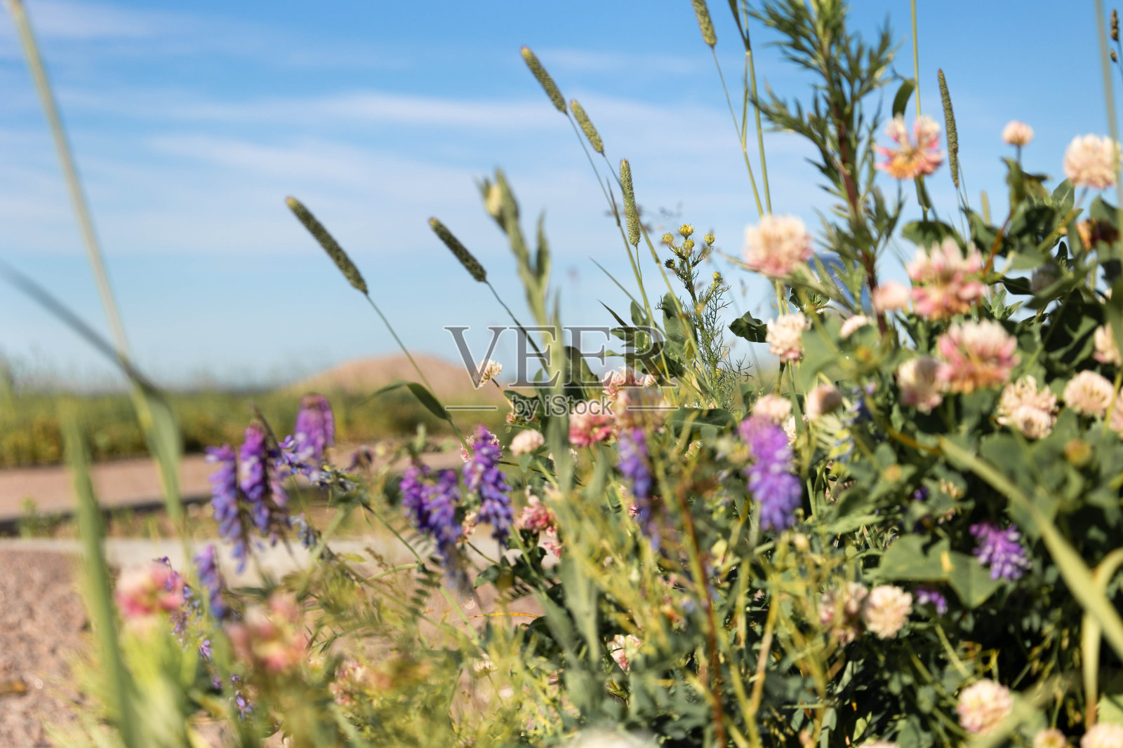 阳光明媚的日子里，田野上五彩缤纷的天然草地鲜花。夏日蓝天全景。有选择性的重点照片摄影图片