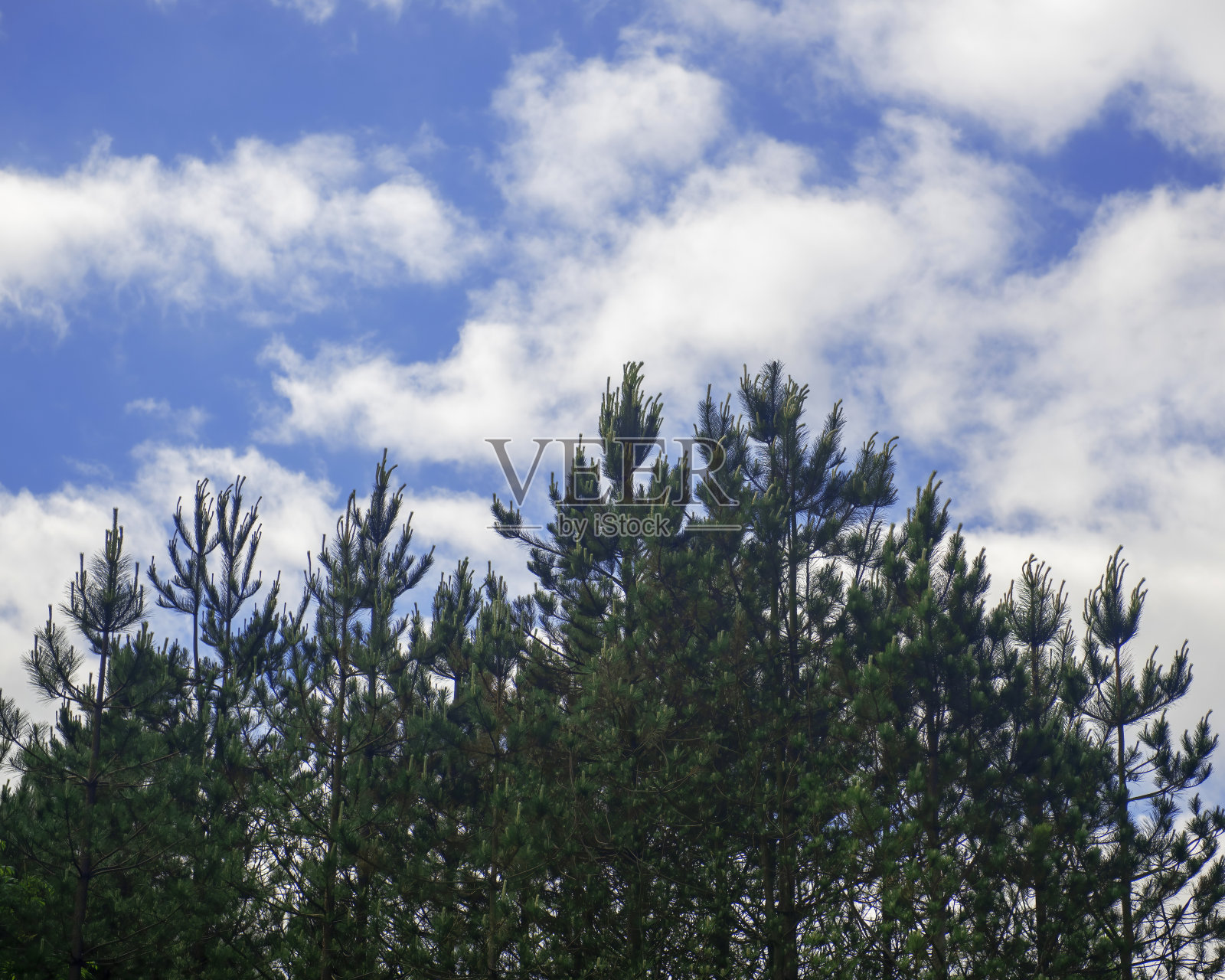 高大的针叶树映衬着蓝天和蓬松的白云。照片摄影图片