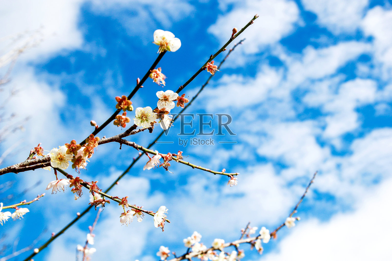 白色的粉红色樱花盛开在树枝与云蓝天背景景观照片摄影图片