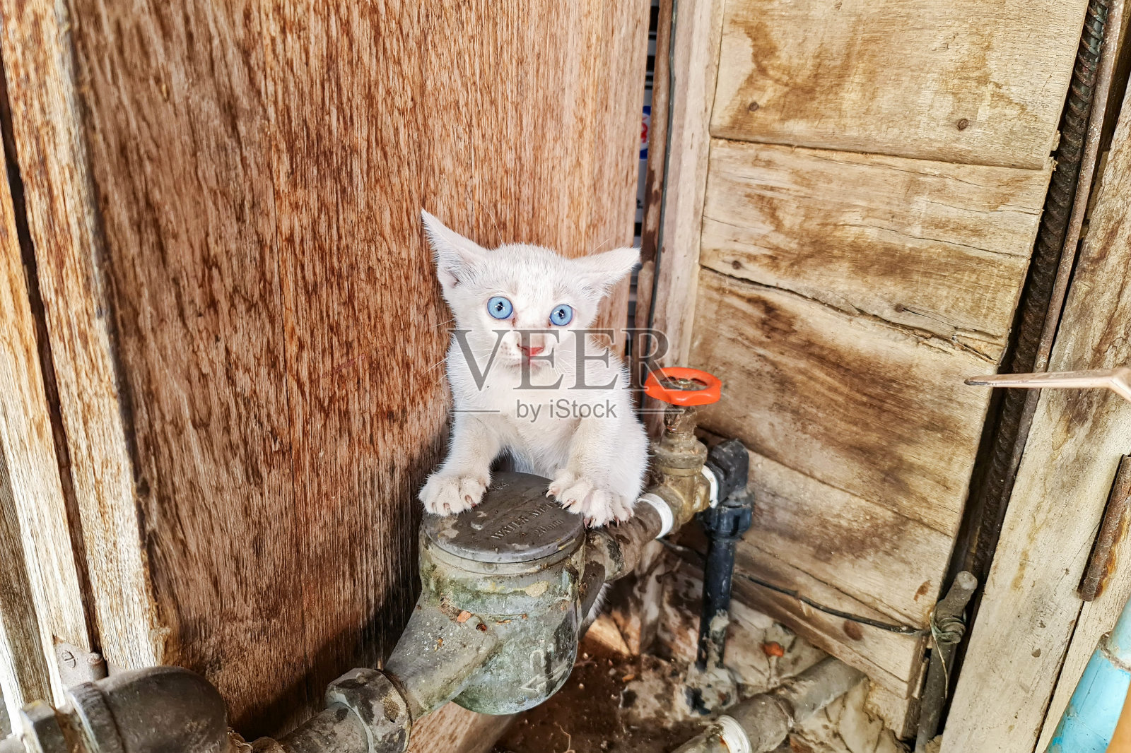 白色小猫和蓝色眼睛的水管与木墙背景照片摄影图片