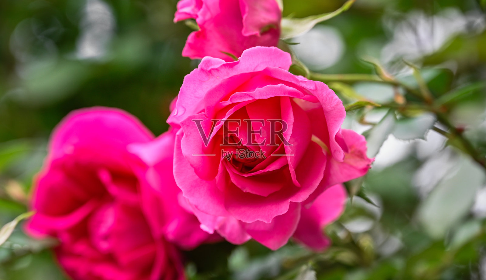 盛开,芬芳的玫瑰照片摄影图片
