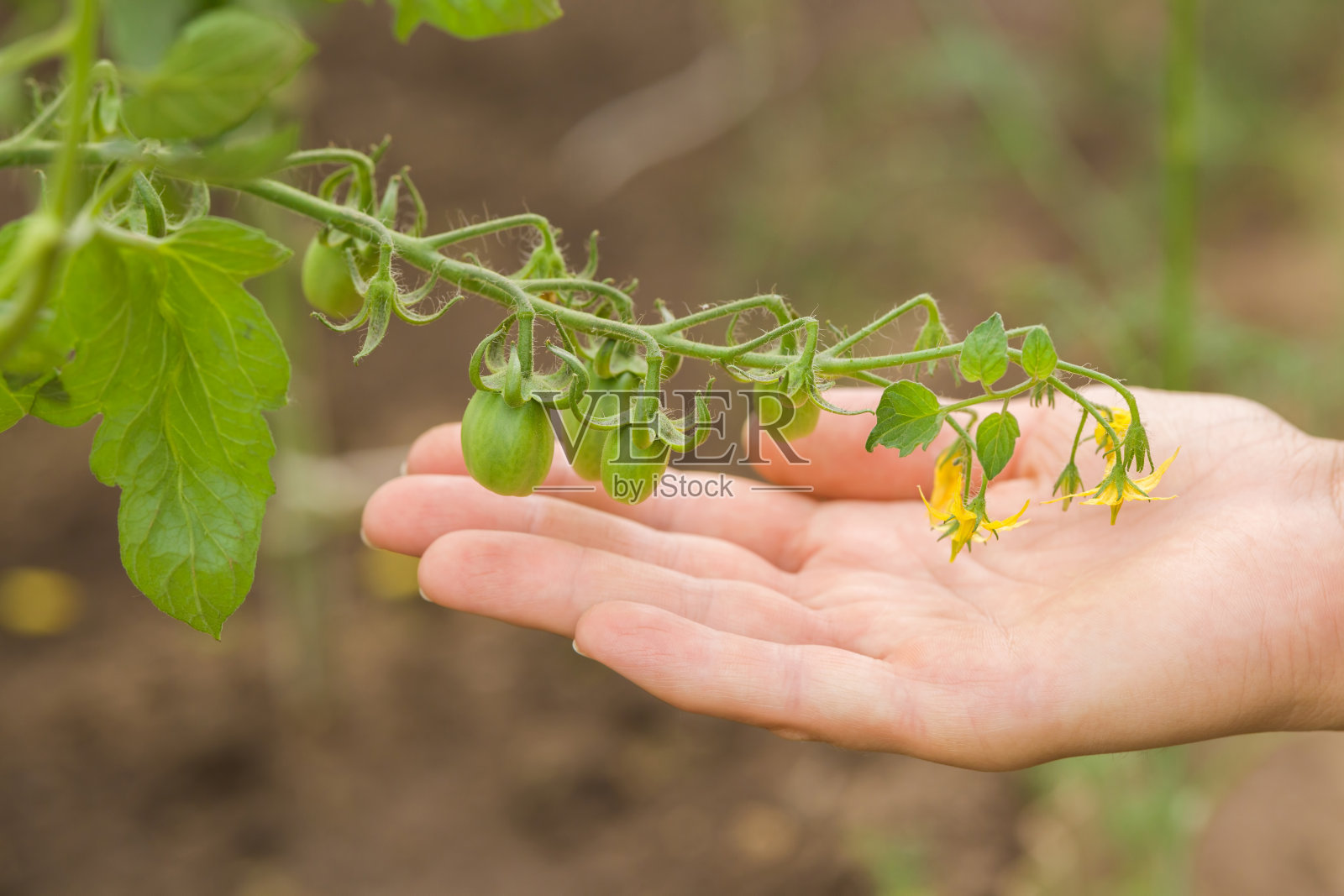 年轻的成年妇女的手显示绿色的未成熟的小西红柿和黄花束在温室。特写镜头。等待收获。照片摄影图片
