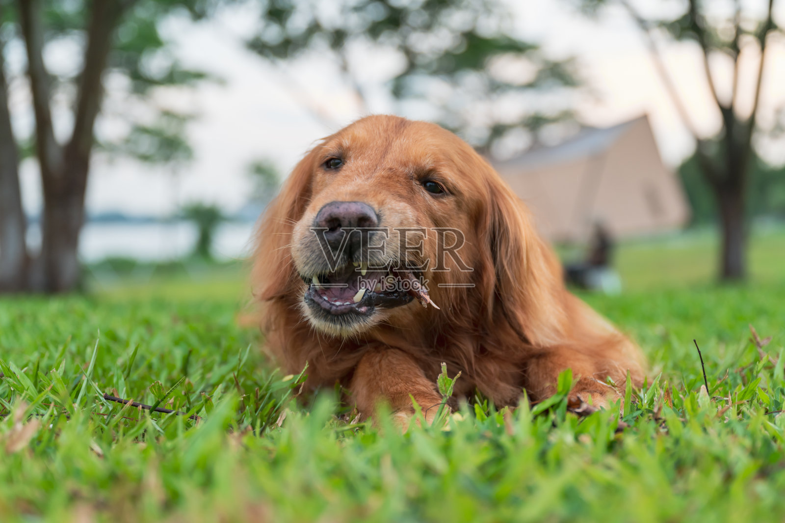 金毛猎犬躺在草地上，咬着树枝照片摄影图片
