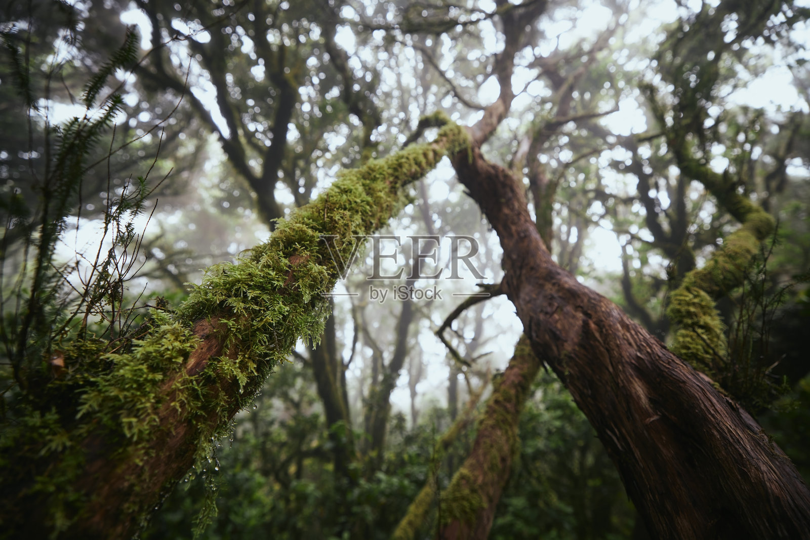神秘的迷雾森林中的树木照片摄影图片