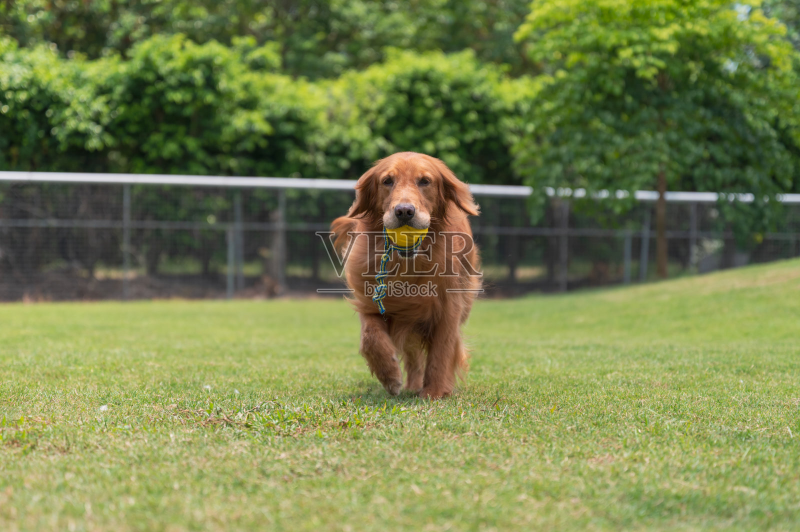 金毛猎犬在草地上玩，嘴里叼着一个玩具照片摄影图片