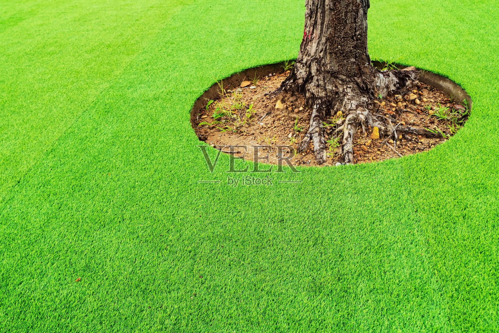 绿色人工草皮，为树木留下空间。树的周围是绿色的人造草皮。照片摄影图片