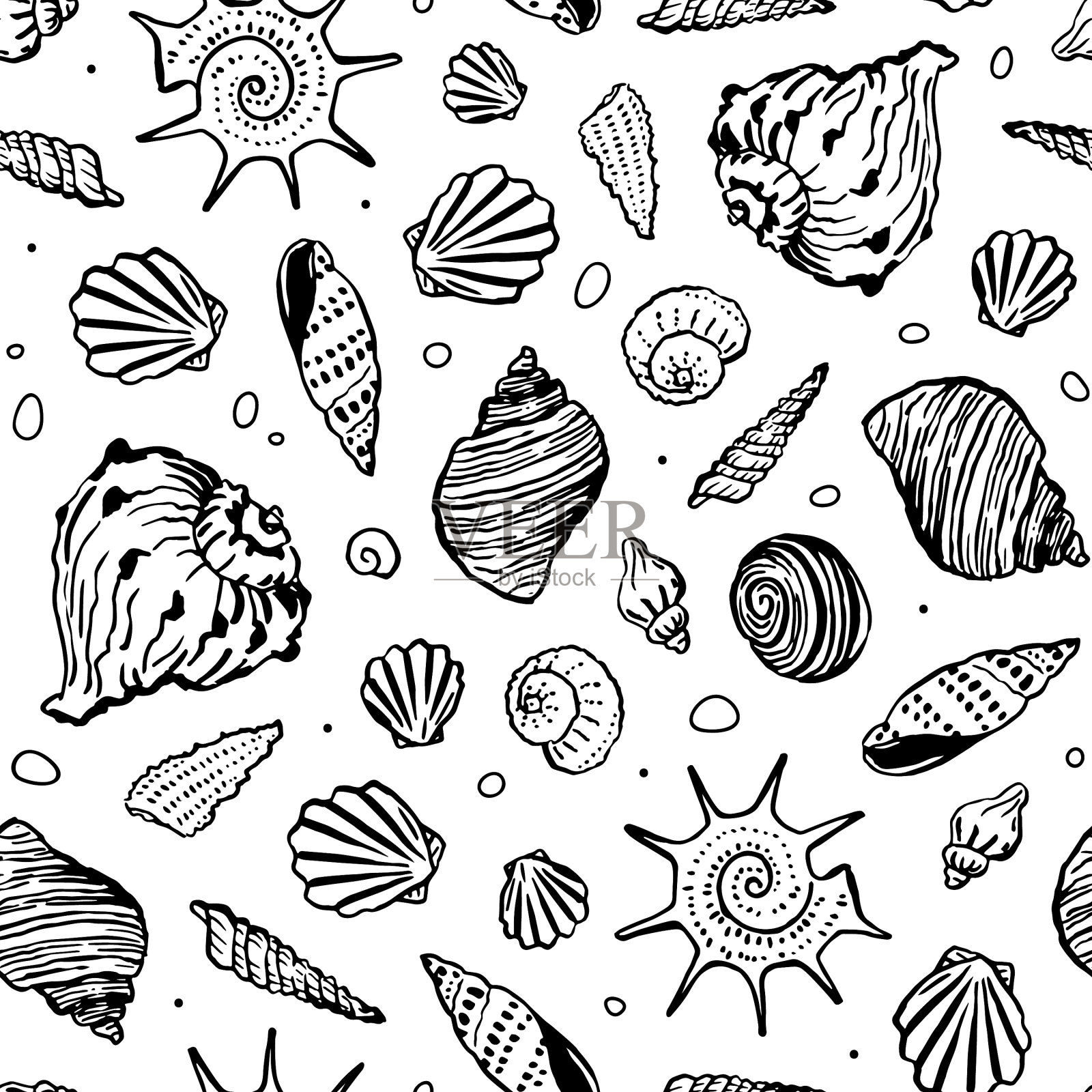 手绘贝壳在白色的背景插画图片素材