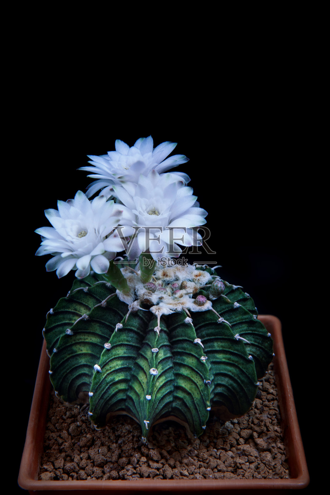 裸子钙质仙人掌lb2178的三朵白花照片摄影图片