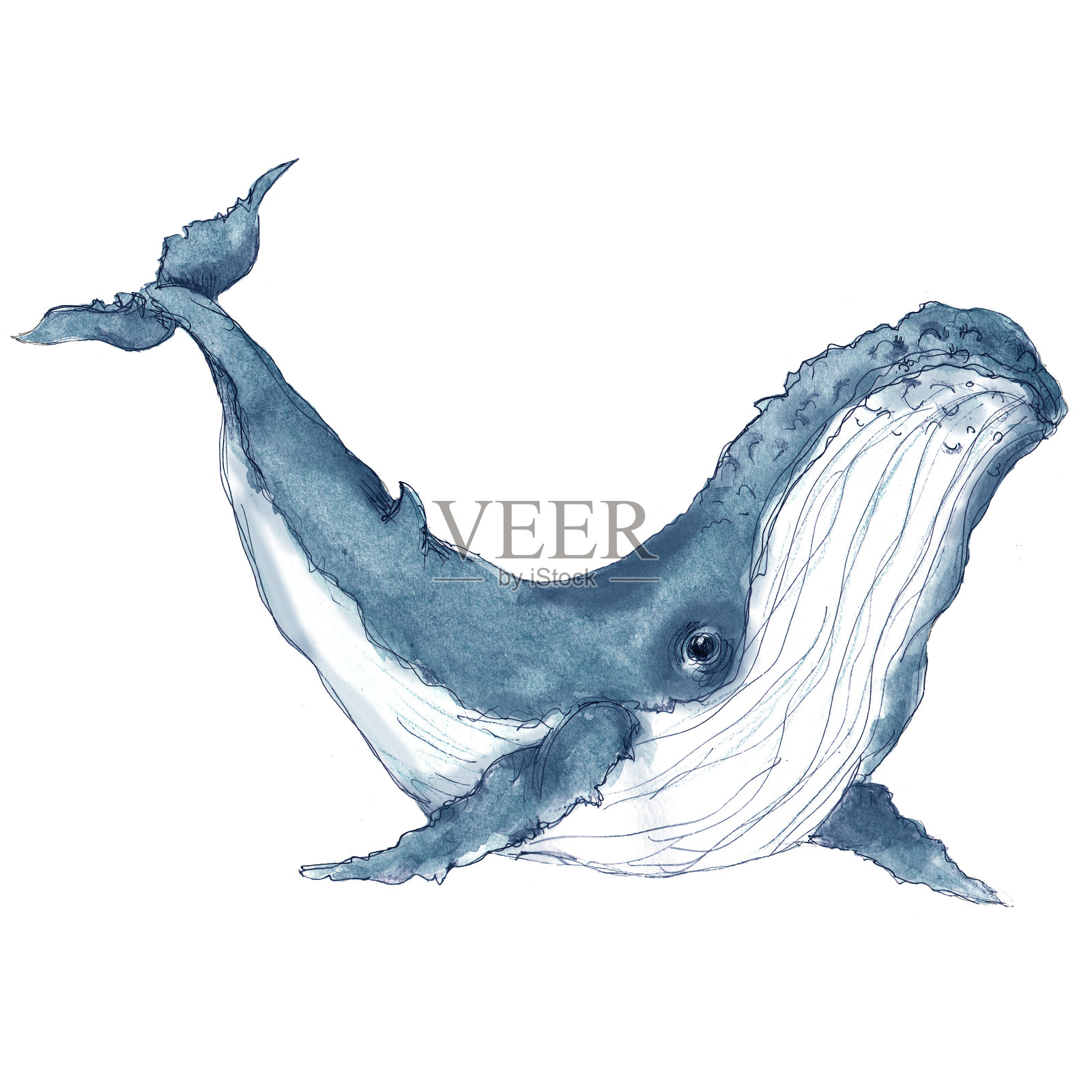 水彩座头鲸插图孤立在白色的背景设计元素图片