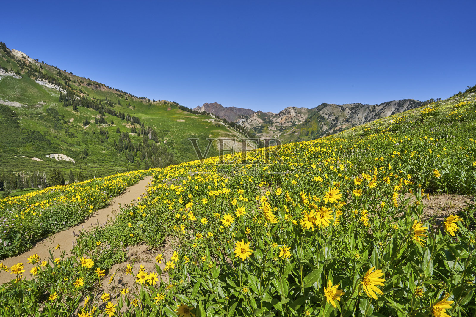 令人惊叹的心叶山金车野花盛开在美丽的瓦萨奇山脉附近的盐湖城，美国犹他州照片摄影图片